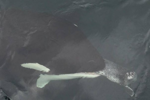 Camarógrafo captó la triste mirada de una foca mientras era devorada por una orca (VIDEO)