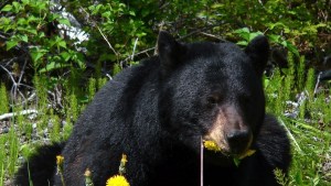 Perseguidos por un oso negro: Familia y su perro huyen de la bestia suelta en Florida (VIDEO)