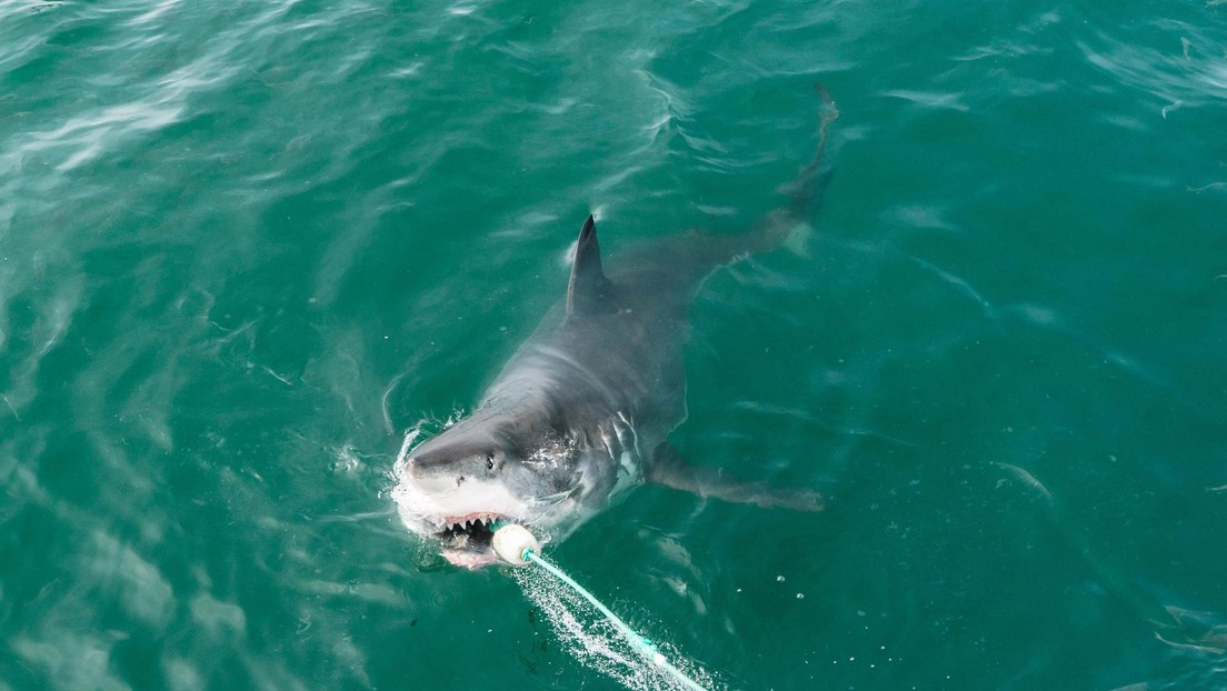 Pescador logró grabar a un enorme tiburón blanco que saltó del agua (Video)