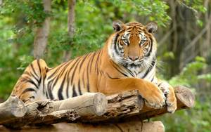 Captaron a un tigre de Bengala paseando dentro de un auto en México (Videos)