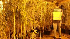 Policía española desmanteló una plantación de marihuana de 300 kilos aproximadamente