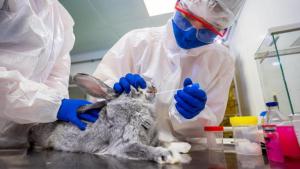 Rusia comenzó a vacunar animales contra el Covid-19