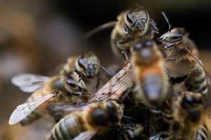 Ataque de enjambre de abejas dejó una fallecida y cinco heridos en Carabobo