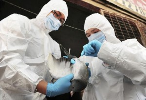 China reporta brote de variante H5N8 de gripe aviar en animales salvajes del Tíbet