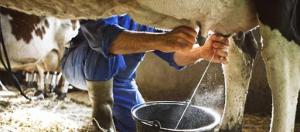 Productores en Táchira afectados por imposición de precios de leche