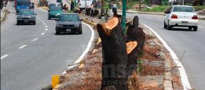 Denuncian deforestación sin control en Barquisimeto