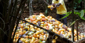En Costa de Marfil condenaron a 22 personas por trata de menores en plantaciones de cacao