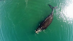 ¡Qué tierno! Momento en el que dos ballenas “‘se abrazan” nadando en el Atlántico (VIDEO)