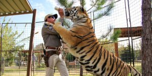 Autoridades federales retiran el último de los grandes felinos del parque “Tiger King”