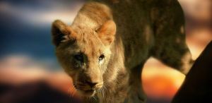 VIDEO: Una leona atacó al adiestrador durante un espectáculo de circo