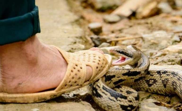 No fue suficiente con el coronavirus: Declaran a Trujillo zona endémica por picaduras de serpientes