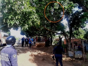 Tumbaba mangos con una vara de metal y murió electrocutado en Upata