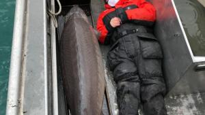 EN FOTOS: Encontraron en un río de EEUU un pez gigante de más de 100 años