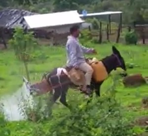 “Burrito fumigador”: Ante la falta de gasolina los agricultores se las ingenian para mantener sus cosechas en Mérida (VIDEO)