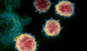 Descifran un ‘truco’ del coronavirus para infiltrarse en nuestro genoma
