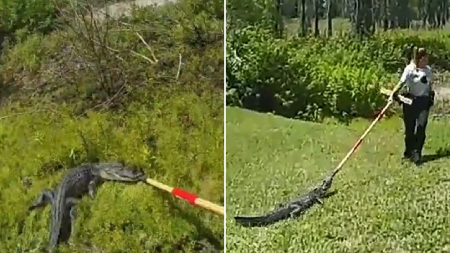 El impresionante momento en que una mujer usa una escoba para sacar a un caimán de un patio en Florida (video)