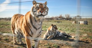 Justicia de EEUU incautó casi 70 grandes felinos del parque “Tiger King” en Oklahoma