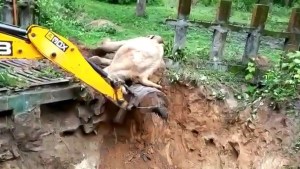VIRAL: Excavadora salvó a un elefante sacándolo de una zanja… y esta es su adorable manera de darle las gracias
