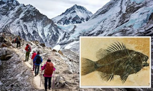 Fósil marino encontrado en la cima del Monte Everest podría probar el “Gran Diluvio”