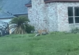 Un hombre es detenido tras huir de la Policía con un tigre en un vecindario de Houston (VIDEO)