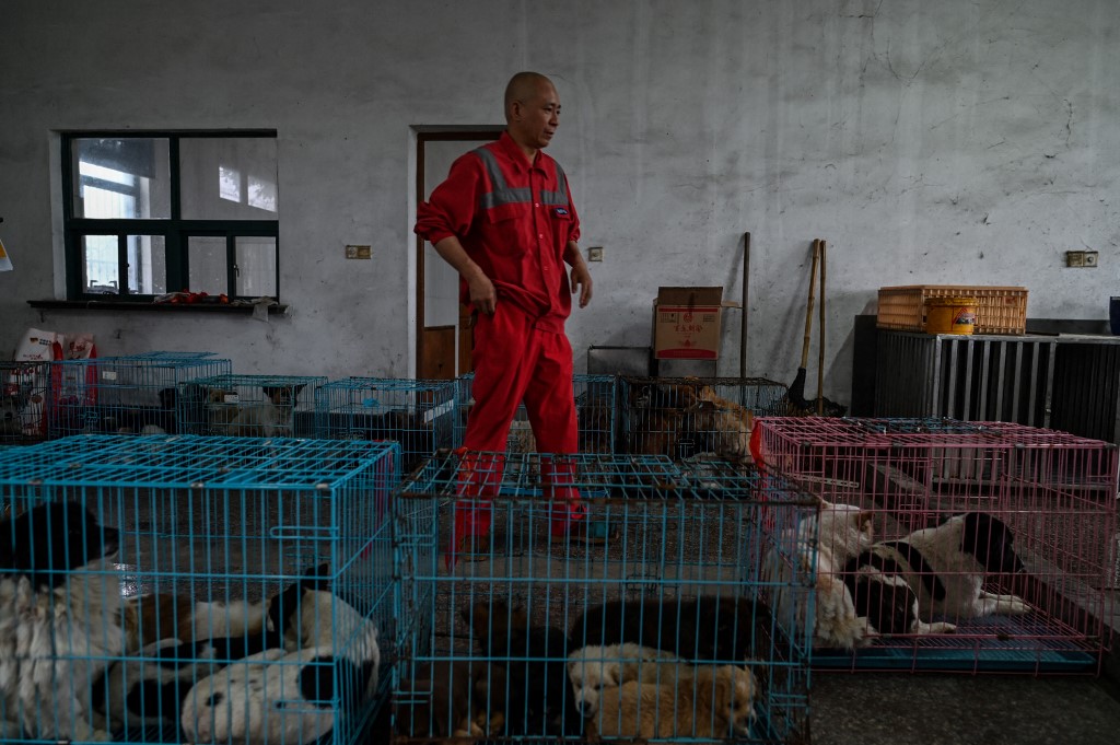 El monje chino que salvó a 8.000 perros callejeros (Fotos)
