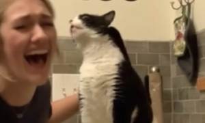 VIRAL: La reacción inusual de un gato en Texas al rascarle la espalda (VIDEO)