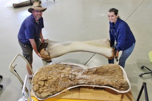 Identifican una nueva especie de dinosaurio como la más grande de Australia
