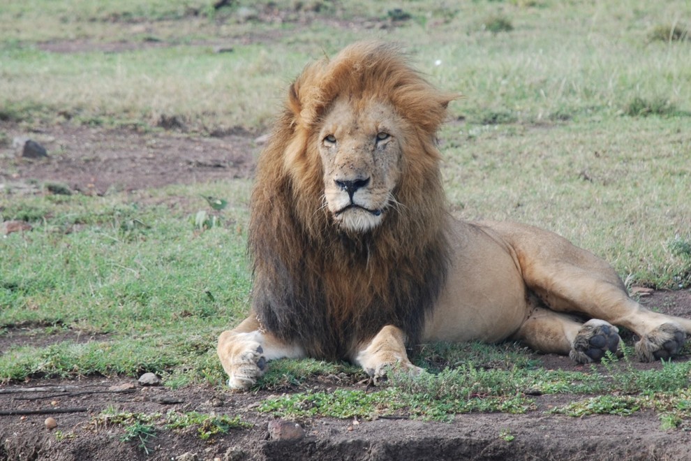 Muere Scarface, el león más famoso de Kenia (Fotos)