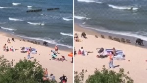 Jabalíes sorprendieron a turistas corriendo en la playa del mar Báltico en Polonia (VIDEOS)