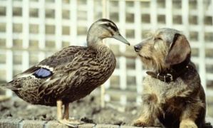 ¡Lo más tierno que verás hoy! Así es la increíble amistad entre un perro y un pato (Video)