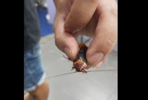 ¡No es una broma! Hombre lleva a una cucaracha herida a un hospital veterinario en Tailandia (Fotos)