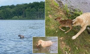 Tierno momento en que una cachorra salvó a un ciervo de ahogarse en un lago de Virginia (VIDEO)