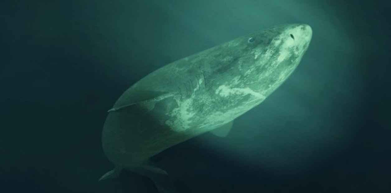 El impactante tiburón de Groenlandia, la bestia ciega que puede vivir más de 400 años