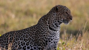 ¿Puedes verlo? Captaron a un leopardo perfectamente camuflado entre el paisaje (FOTO)
