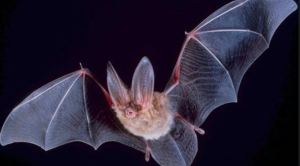 Hallaron genomas de nuevos coronavirus en murciélagos de China