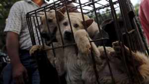 ¡Dantesco! Comenzó en China el polémico festival de la carne de perro de Yulin