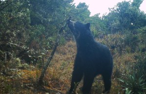 El hallazgo en Venezuela de dos cachorros Jukumari, el único oso autóctono de Suramérica