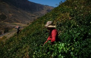 Los 10 “nudos críticos” que amarran a una agricultura venezolana que ha retrocedido décadas