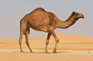 Revelan pormenores desconocidos de cómo el camello arábigo conserva el agua