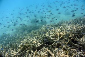La Unesco decide no declarar la gran barrera de coral australiana “en peligro”