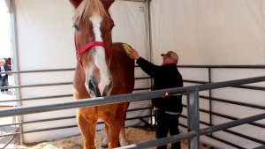 Murió Big Jake, el caballo más alto del mundo, en Wisconsin