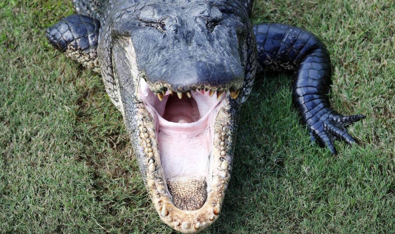 Lo mordió un caimán al abrir la puerta de su casa en Florida