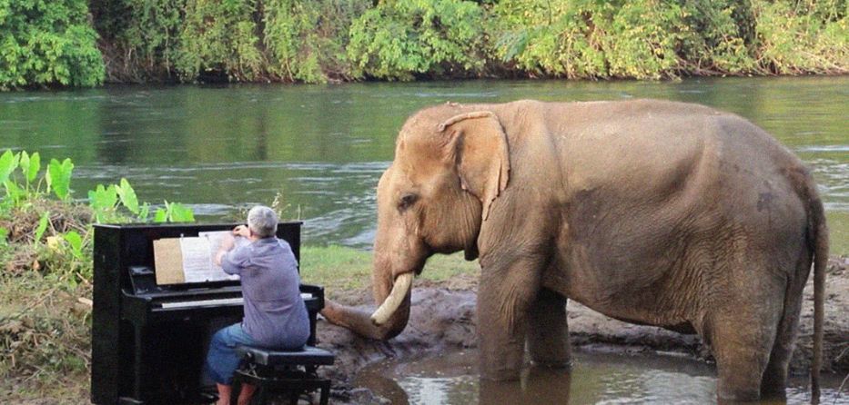¡Emotivo! Un elefante rescatado goza de la sonata de Beethoven en Tailandia (Video)