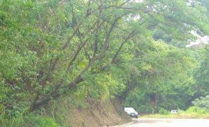 Árbol a punto de caer mantiene preocupados a los vecinos de Parque Caiza (Foto)