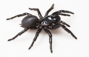 El veneno de una mortífera araña podría ayudar a las personas que sufren ataques cardíacos