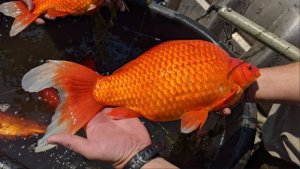 ¿Por qué los peces dorados gigantes provocan alteraciones en lago de EEUU?