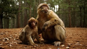 Cambio climático y deforestación ponen en riesgo a los primates al sacarlos de los árboles