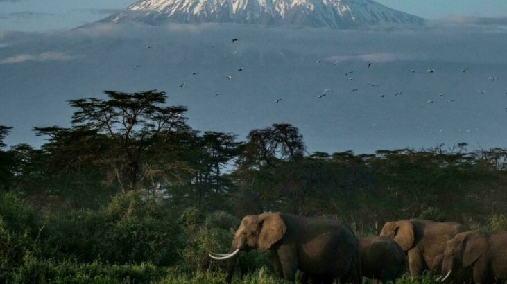 Una manada de elefantes será enviada en avión de Inglaterra a Kenia