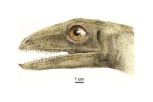 Hallazgo inesperado escondido en heces de dinosaurio fosilizadas impactó a los expertos