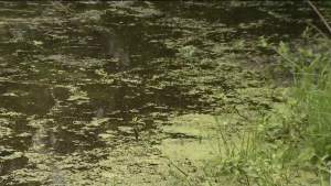 Emiten alerta en Orlando por algas tóxicas que son dañinas para la salud